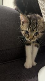 Amerikaanse korthaar vrouw, Dieren en Toebehoren, Poes, 0 tot 2 jaar