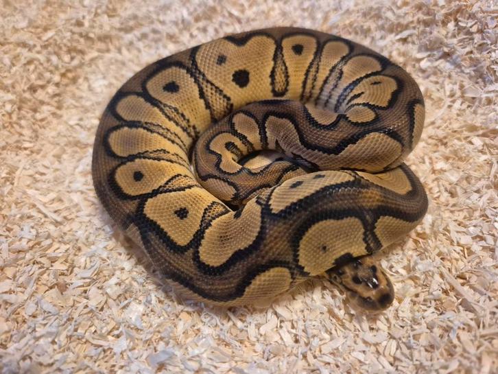 Python regius 1.0 spotnose clown