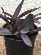 Grote pot met mooie zeldzame tradescantia planten, Ophalen of Verzenden, Volle zon, Minder dan 100 cm