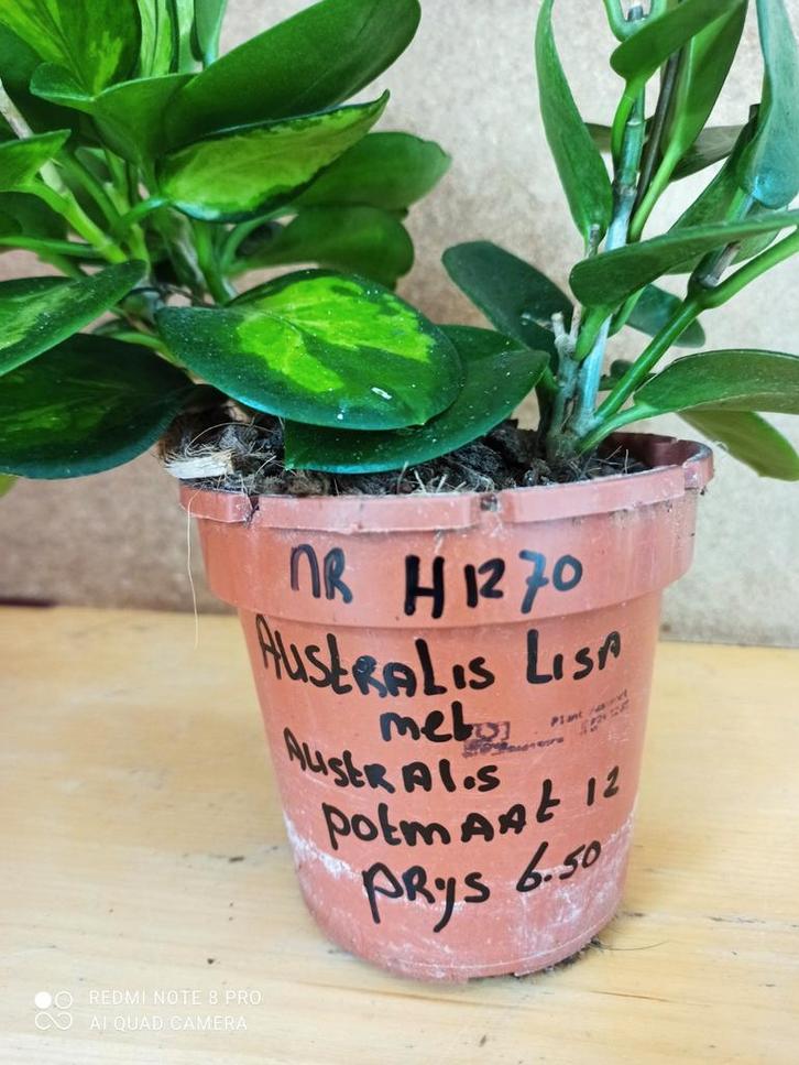 Hoya Lisa met australis potmaat 12 nummer H1270, Huis en Inrichting, Kamerplanten, Minder dan 100 cm, Halfschaduw, Ophalen of Verzenden