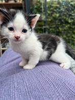 Britse korthaar blauwe Rus kitten, Dieren en Toebehoren, Katten en Kittens | Overige Katten, Poes