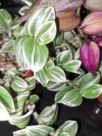 Tradescantia Albiflora white clown, Huis en Inrichting, Kamerplanten, Ophalen of Verzenden, Halfschaduw, Minder dan 100 cm