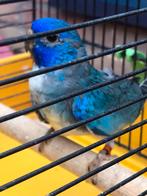 Enkele WITBORST SPLENDIDS , mannen split OPALINE ‘25., Dieren en Toebehoren, Meerdere dieren, Parkiet, Geringd