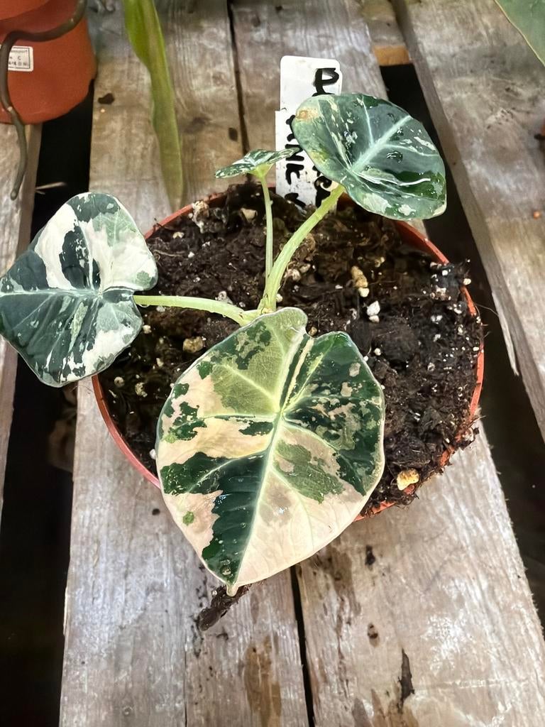 Alocasia Black Velvet Pink - Zeldzame kamerplant, Huis en Inrichting, Kamerplanten, Overige soorten, In pot, Minder dan 100 cm