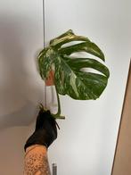 12 bladstekken Monstera Deliciosa Variegata, Groene kamerplant, Ophalen of Verzenden, Halfschaduw, Minder dan 100 cm