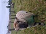 Stamboek hampshiredown ram, Dieren en Toebehoren, Schapen, Geiten en Varkens, Mannelijk, Schaap