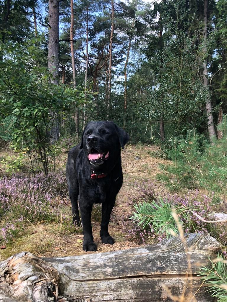Hondenoppas in huiselijke sfeer, Dieren en Toebehoren, Januari, Geslacht onbekend