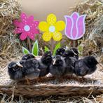 Jonge tamme Amrock kriel kuikens gesekst en ingeënt, Dieren en Toebehoren, Pluimvee, Vrouwelijk, Kip