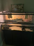 Waterschildpadden terrarium blue lagoon, Dieren en Toebehoren, Ophalen, Zo goed als nieuw, Terrarium of Paludarium