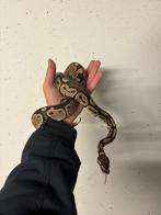 Ball python 2023, Dieren en Toebehoren, Reptielen en Amfibieën, Slang, Tam, 0 tot 2 jaar