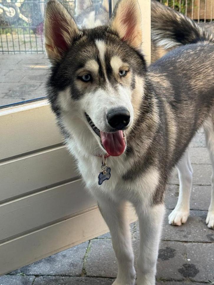 Husky reu van 7 maanden, Dieren en Toebehoren, Honden | Herdershonden en Veedrijvers, Reu, Particulier, Eén hond, Nederland, 15 weken tot 1 jaar