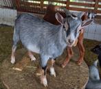 Dwerggeit bok blauwschimmel met tan CAE en CL-vrij, Dieren en Toebehoren, Schapen, Geiten en Varkens, Mannelijk, Geit, 0 tot 2 jaar