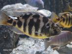 Malawi cichliden, Dieren en Toebehoren, Vis, Zoetwatervis