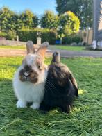 Lieve jonge Minilop, (dwerghangoor konijntjes) te koop., Dieren en Toebehoren, Konijnen, Mannelijk, Dwerg, Hangoor