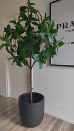 Kunst Magnoliaboom in zwarte pot, Huis en Inrichting, Woonaccessoires | Kunstplanten en Kunstbloemen, Ophalen, Zo goed als nieuw