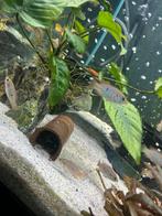 Rode acara red acara jongen, Vis, Zoetwatervis