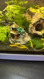 Gele garnalen, Dieren en Toebehoren, Vissen | Aquariumvissen, Kreeft, Krab of Garnaal