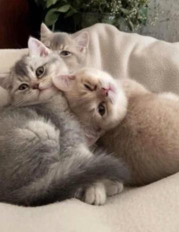  Britse Korthaar Kittens  beschikbaar voor biedingen