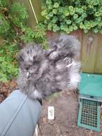 USA zijdehoen kriel kip, Dieren en Toebehoren, Pluimvee, Geslacht onbekend, Kip