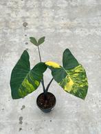 Xanthosoma Violaceum ø19, Huis en Inrichting, Kamerplanten, Ophalen of Verzenden, Overige soorten, Minder dan 100 cm