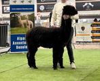 Alpaca hengsten ter dekking nu te reserveren., Januari, Mannelijk
