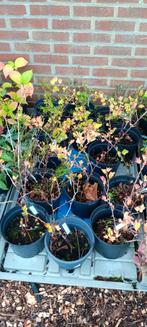 Rode Kruisbessen struiken, Ophalen of Verzenden, Volle zon