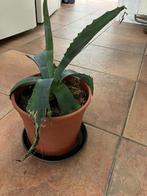 2x een agave groen in pot, Vaste plant, Overige soorten, Ophalen