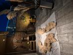 Boog van pampas pluimen, Ophalen of Verzenden, Nieuw, Accessoires