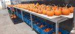 Halloween pompoenen, Ophalen of Verzenden, Nieuw