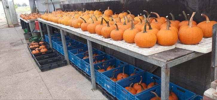 Halloween pompoenen, Tuin en Terras, Overige Tuin en Terras, Nieuw, Ophalen of Verzenden