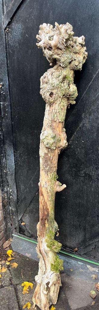 DECORATIEVE STAM beschikbaar voor biedingen