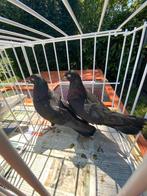 Tuimelaars, Meerdere dieren, Tuimelaar of Roller