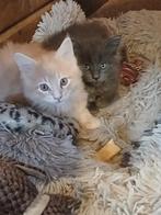 Main coon xxl kittens te koop, Dieren en Toebehoren, Meerdere dieren, Gechipt