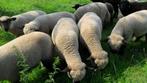 Hampshire Down Ooilammeren te Koop, Dieren en Toebehoren, Schapen, Geiten en Varkens, Vrouwelijk, Schaap, 0 tot 2 jaar