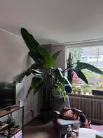 Strelitzia XXL, Huis en Inrichting, Kamerplanten, Ophalen, Overige soorten, 200 cm of meer