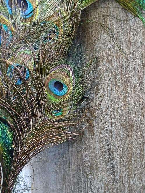 Mooie complete pauwenstaart, Huis en Inrichting, Woonaccessoires | Overige, Nieuw, Ophalen of Verzenden