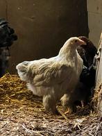 Haan Isabell Brahma kriel, Dieren en Toebehoren, Pluimvee, Mannelijk, Kip