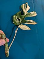 Raphidophora Tetrasperma / Minima variegata, Huis en Inrichting, Kamerplanten, Ophalen of Verzenden, Halfschaduw, Minder dan 100 cm