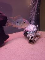 Cichlide, Vis, Zoetwatervis