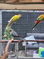 Rossella Pop, Dieren en Toebehoren, Vogels | Parkieten en Papegaaien, Vrouwelijk, Parkiet, Geringd
