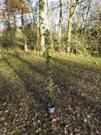 Hedera hibernica, Tuin en Terras, Ophalen, Vaste plant, Bloeit niet, Halfschaduw