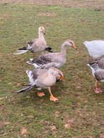 3 ganzen, Dieren en Toebehoren, Pluimvee, Mannelijk, Gans of Zwaan