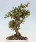 malus sargentii bonsai, Tuin en Terras, Planten | Bomen, Minder dan 100 cm, Overige soorten, Ophalen of Verzenden