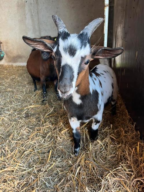 Leuke bokjes te koop!, Dieren en Toebehoren, Schapen, Geiten en Varkens, Geit, Mannelijk