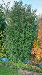 Laurier, Portugese laurier, fazantenbes, vlinderstruik enz, Ophalen, Laurier, 100 tot 250 cm