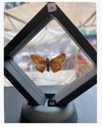 Echt opgezet vlindertje in mooi frame 7 x 7 cm op voetje, Antiek en Kunst, Curiosa en Brocante, Ophalen of Verzenden