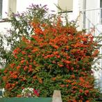 Vuurdoorn , oranje bes, Tuin en Terras, Ophalen, Volle zon, Vaste plant, Klimplanten