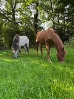 2 leuke jaarlingen merrie en hengst, Dieren en Toebehoren, Pony's, E pony (1.48m - 1.57m), Niet van toepassing, 0 tot 2 jaar, Hengst