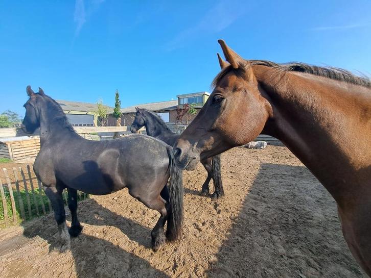 Stalhulp gezocht, Diensten en Vakmensen, Dieren | Paarden | Verzorging, Oppas en Les, Verzorging of Verzorgpony's