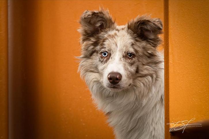2 border collie dekreuen HD A ED vrij met stamboom, Dieren en Toebehoren, Honden | Dekreuen, Reu, Fokker | Hobbymatig, Meerdere